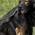 Pies do adopcji, Pieczyska, 15 sierpnia 2025