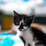 Znaleziono kota, Racławice, 14 sierpnia 2025