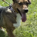 Pies do adopcji, Pieczyska, 15 sierpnia 2025