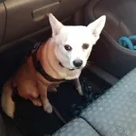 Znaleziono psa, Sosnowiec, 15 sierpnia 2025