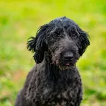 Znaleziono psa, Racławice, 14 sierpnia 2025