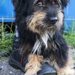 Znaleziono psa, Łódź, 15 sierpnia 2025