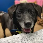 Znaleziono psa, Szczecin, 15 sierpnia 2025