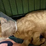 Znaleziono kota, Sosnowiec, 14 sierpnia 2025