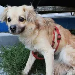 Znaleziono psa, Łódź, 15 sierpnia 2025