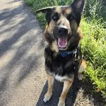 Znaleziono psa, Szczecin, 15 sierpnia 2025