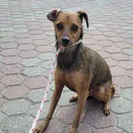 Znaleziono psa, Toruń, 13 sierpnia 2025