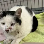 Kocurek poz. 25/555/K