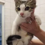 Znaleziono kota, Toruń, 16 sierpnia 2025