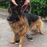 Znaleziono psa, Toruń, 13 sierpnia 2025