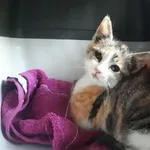 Znaleziono kota, Toruń, 16 sierpnia 2025