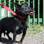 Znaleziono psa, Łódź, 17 sierpnia 2025