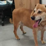 Znaleziono psa, Toruń, 15 sierpnia 2025