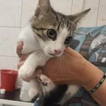 Znaleziono kota, Toruń, 16 sierpnia 2025