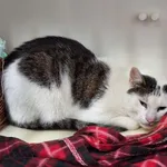 Kot do adopcji, Orzechowce, 17 sierpnia 2025