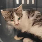 Kocurek poz. 25/558/K