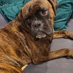 Zaginął pies, Szustry, 18 sierpnia 2025