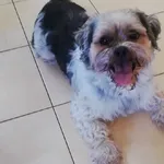 Psiaczek w typie Shih-Tzu znalezuiny 17.08 Łódź ul. Strykowska 235 Właścicieli proszę o bardzo pilny kontakt.