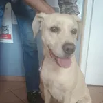 Pies do adopcji, Włocławek, 17 sierpnia 2025