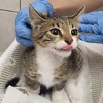 Znaleziono kota, Toruń, 16 sierpnia 2025