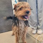 Znaleziono psa, Chełmek, 16 sierpnia 2025