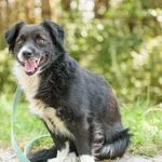 Pies do adopcji, Nowodwór, 18 sierpnia 2025