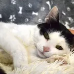 Kot do adopcji, Chełmek, 28 lipca 2025