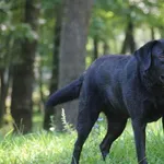 Suczka poz. 25/0409 rezerwacja