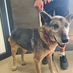 Przyjęty: 2025-08-18 Gmina: Pszczyna Płeć: Pies Opis: mieszaniec,