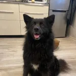 Zaginął pies, Okleśna, 19 sierpnia 2025