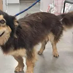 Znaleziono psa, Toruń, 17 sierpnia 2025