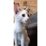 Znaleziono kota, Białystok, 14 sierpnia 2025