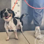 Przyjęty: 2025-08-18 Gmina: Pszczyna Płeć: Pies Opis: mieszaniec, tricolor