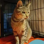 Znaleziono kota, Gdynia, 8 sierpnia 2025