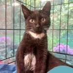 Znaleziono kota, Gdynia, 16 sierpnia 2025