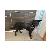 Znaleziono psa, Białystok, 22 czerwca 2025