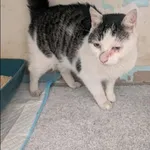 Znaleziono kota, Grudziądz, 17 sierpnia 2025