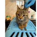 Znaleziono kota, Białystok, 29 czerwca 2025