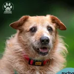 Pies do adopcji, Gdynia, 20 sierpnia 2025