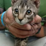 Znaleziono kota, Gdańsk, 16 sierpnia 2025