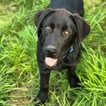 Pies do adopcji, Korabiewice, 20 sierpnia 2025