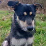 Zaginął pies, Gorzewko, 21 sierpnia 2025