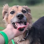 Znaleziono psa, Tatary, 29 lipca 2025