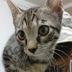 Znaleziono kota, Gdańsk, 16 sierpnia 2025