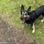 Pies do adopcji, Olsztyn, 31 lipca 2025