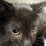 KOCUR PRZYWIEZIONY Z INTERWENCJI SCHRONISKA 13.08.2025