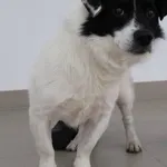 Znaleziono psa, Łódź, 21 sierpnia 2025