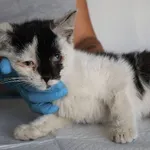 Znaleziono kota, Łódź, 21 sierpnia 2025