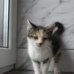 Kot do adopcji, Grudziądz, 6 sierpnia 2025