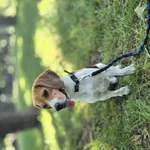 Zaginął pies, Łódź, 22 sierpnia 2025